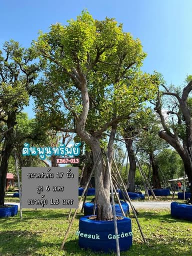 ต้นพูนทรัพย์