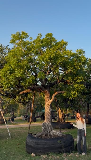 ต้นหว้าแม่น้ำ ลีลา