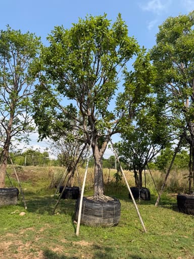 ต้นพูนทรัพย์ ขนาด 14 นิ้ว