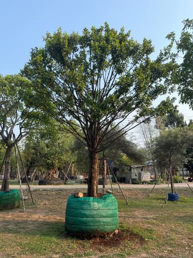 ต้นมั่งมี 13 นิ้ว