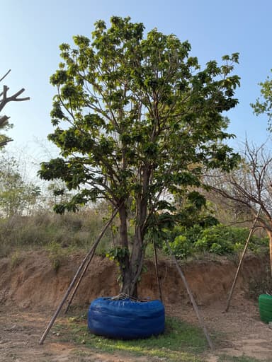 ต้นเกาลัด 17“ ไม้ผลมงคล