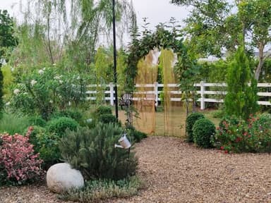 ต้นอัตต๊ะ ปาล์มแมงกะพรุน 🌴