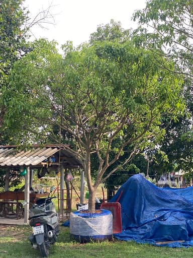 ต้นจิกน้ำ 