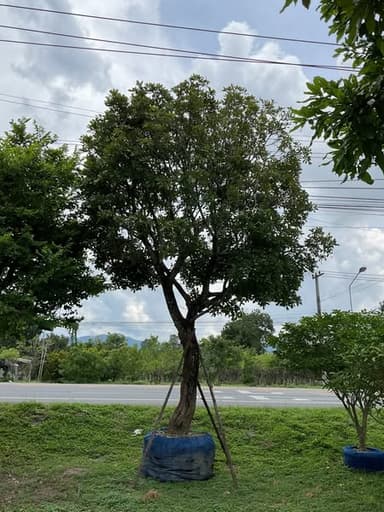 จิกน้ำ 14-14-16 🍃🌳