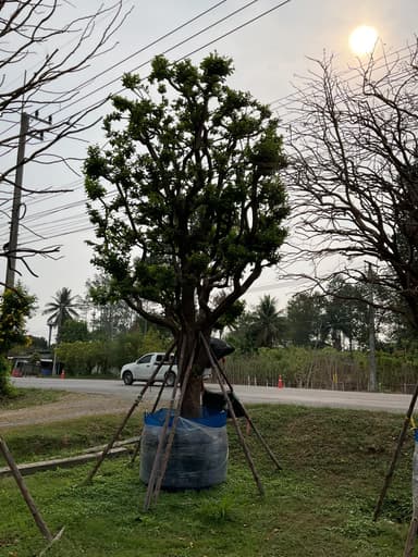 ต้นหมากเม่า ไม้ผลพื้นบ้าน รากเดินดี พร้อมปลูก! 🌳