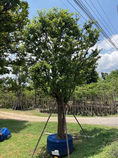 ต้นหมากเม่า ฟอร์มกลม 19” 🌳💚