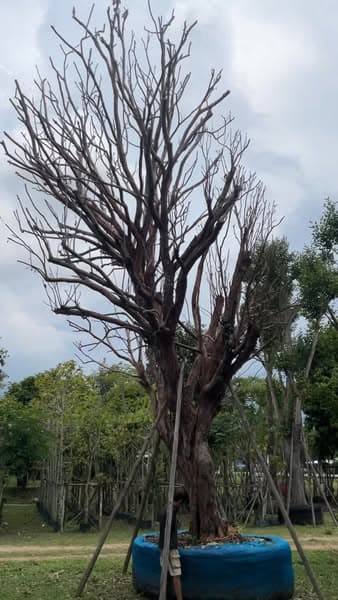 ต้นเสม็ดแดง 🌳