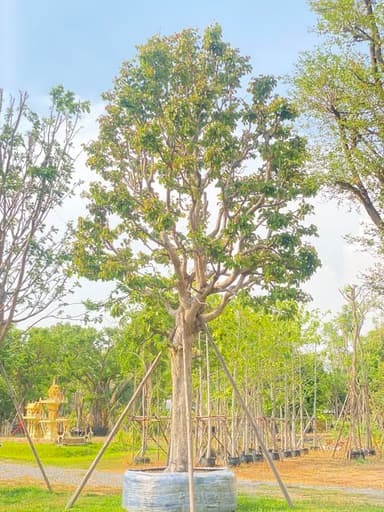 ต้นพูนทรัพย์ ไม้ประธานฟอร์มสวย