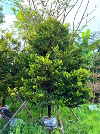 ต้นล่ำซำ พุ่มหนา พร้อมปลูก