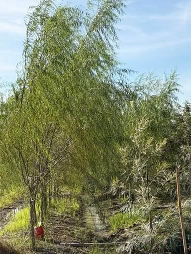 ต้นหลิวลู่ลม 🌿