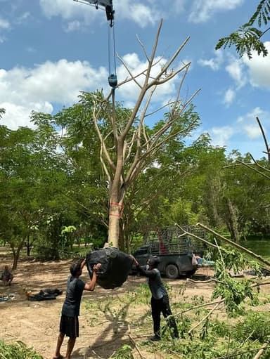 จามจุรี ขนาด 12-17 นิ้ว 🌳
