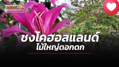ชงโคฮอลแลนด์ สวยงาม พร้อมส่ง!
