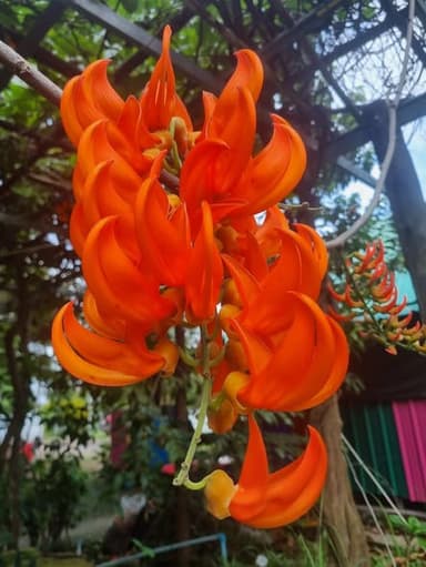 ต้นทองกวาว 10-11-12 นิ้ว