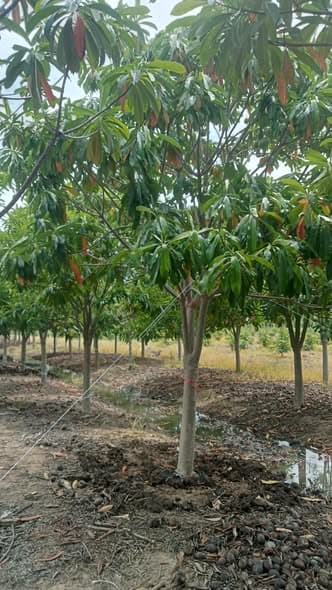 🌳 ต้นตีนเป็ดน้ำสวย ขนาด 6-7-8 นิ้ว พร้อมบริการปลูก