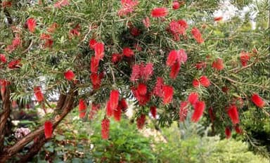 ต้นแปรงล้างขวด 4" 🌳🌺