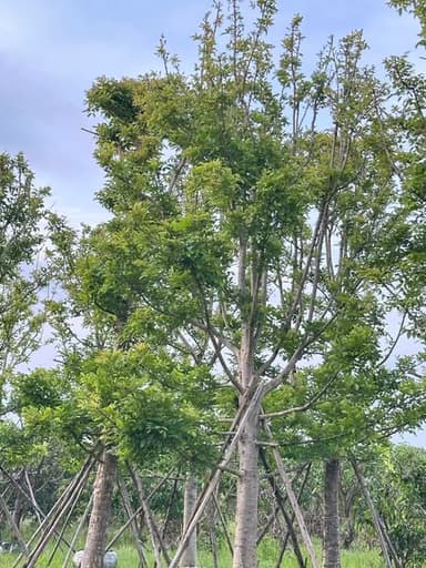 แคนา 10" ใบเริ่มแตกฟูแล้ว 🌿