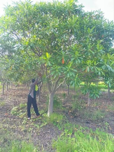 ตีนเป็ดน้ำ (ตีนเป็ดทะเล) 🌳