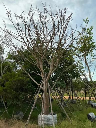 🌳 ต้นจิกน้ำ ขนาด 10 นิ้ว ไม้ขุดล้อม กำลังแตกใบใหม่