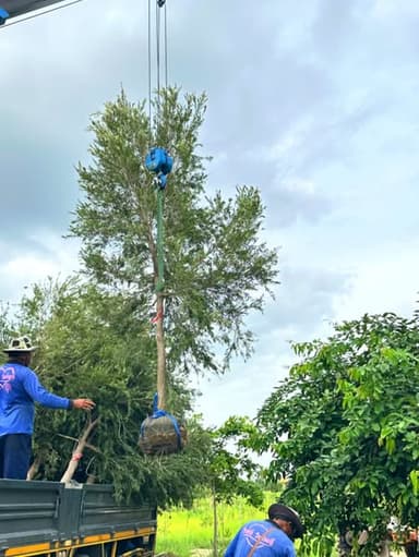 ต้นแปรงล้างขวด (Bottle Brush)