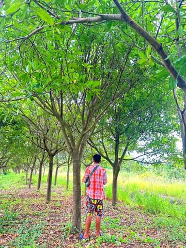 จิกน้ำ ไม้ขุดล้อมสวยๆ 🌳