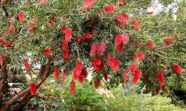 🌿 ต้นแปรงล้างขวด (Bottlebrush Tree) ขนาด 4-5 นิ้ว พร้อมยก