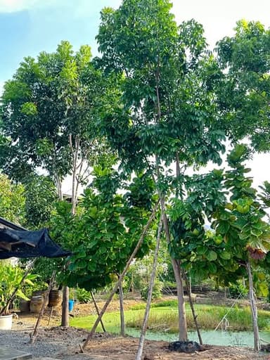 มะฮอกกานี 6" 7" 8" สวยๆ
