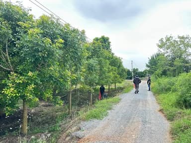 แคนา - ไม้ต้นสวยงามให้ร่มเงา 🌳