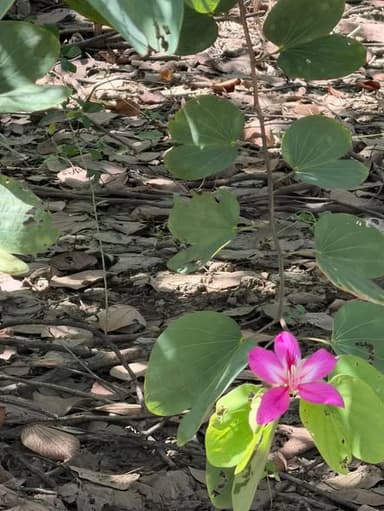 ชงโคฮอลแลนด์ 5"6"