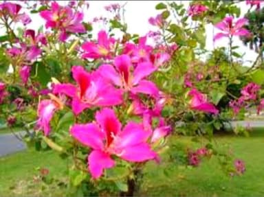 ชงโคฮอลแลนด์ - ต้นไม้ดอกสวยให้ร่มเงา