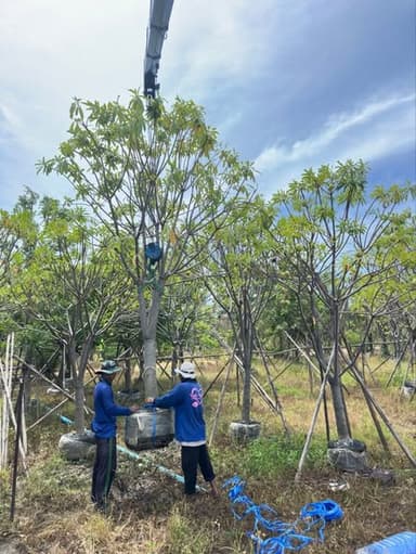 🌳 ต้นตีนเป็ดน้ำ ดอกขาว ไม้ให้ร่มเงา ปลูกริมสระว่ายน้ำ