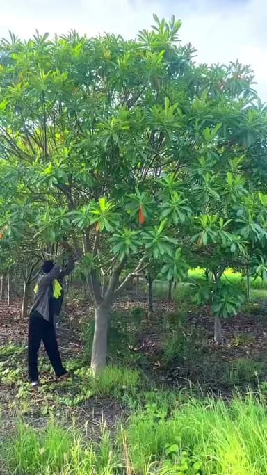🌿 ต้นเป็ดน้ำเขียว ฟอร์มสวย พุ่มกว้าง หลายขนาด