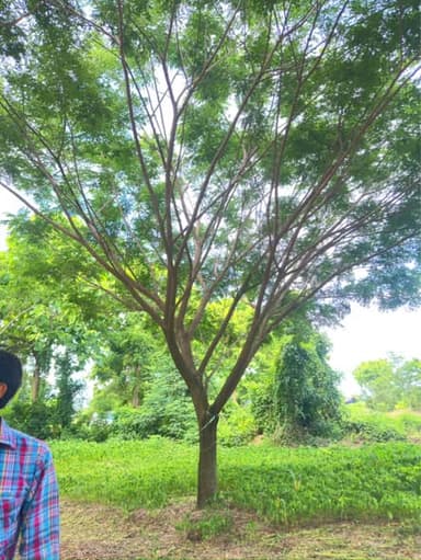🌳 จามจุรีฟอร์มสวย คัดพิเศษ ไม้ขุดล้อม