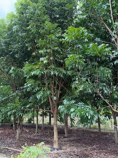 ต้นมะฮอกกานี