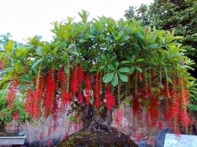 ต้นจิกน้ำสร้อยระย้า