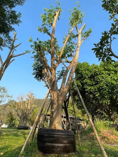 ต้นจามจุรีเชียงใหม่ ขนาด 15" สูง 6 เมตร