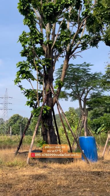 ต้นเกาลัดไทย