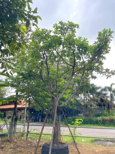 ต้นจิกน้ำ ขนาด 8 นิ้ว