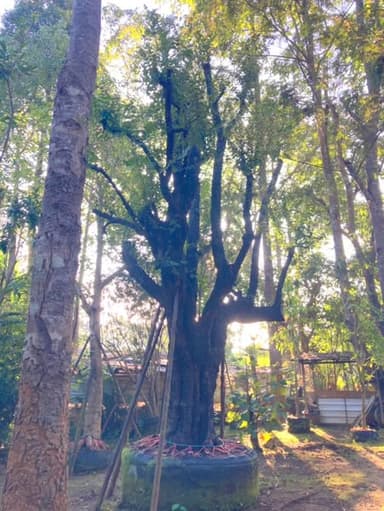 ต้นพญาช้างดำ ขนาด 30 นิ้ว สูง 7 เมตร