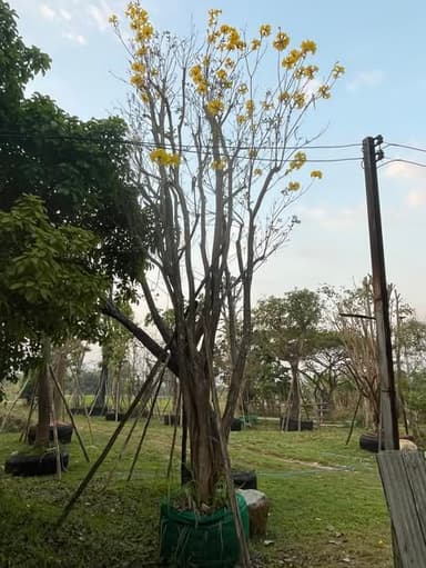 ต้นเหลืองเชียงราย