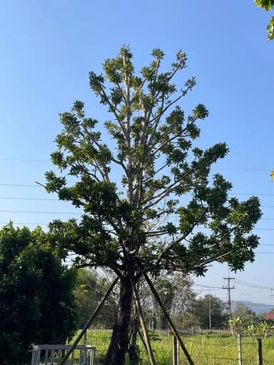 ต้นสารภีไทย ขนาด 14" นิ้ว สูง 6 เมตร