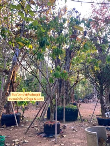 ต้นส้มสุข ขนาดลำต้น 7 นิ้ว สูง 5 เมตร