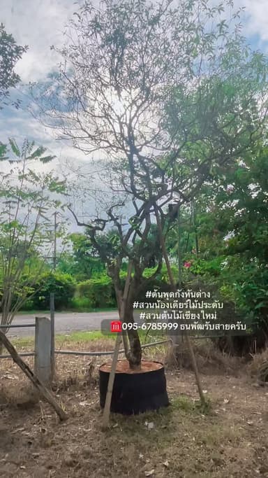 ต้นพุดกังหันด่าง