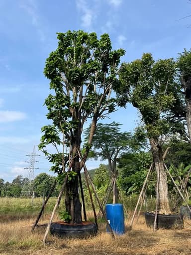 ต้นเกาลัดไทย
