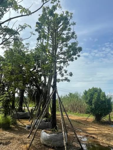 ต้นสารภีไทย สูง 6 เมตร