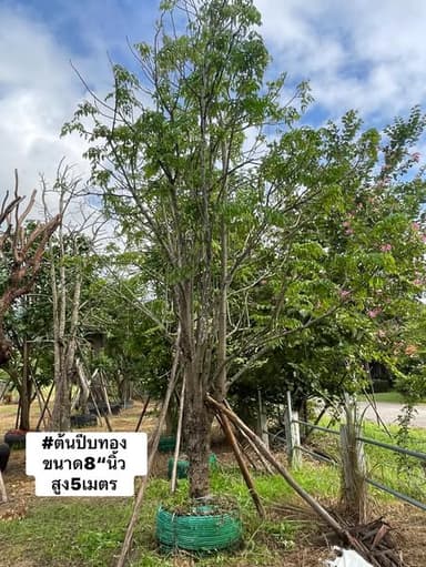 ต้นปีบทอง ขนาด 8 นิ้ว สูง 5 เมตร