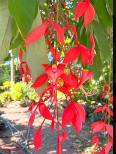 ต้นอโศกระย้าเชียงใหม่