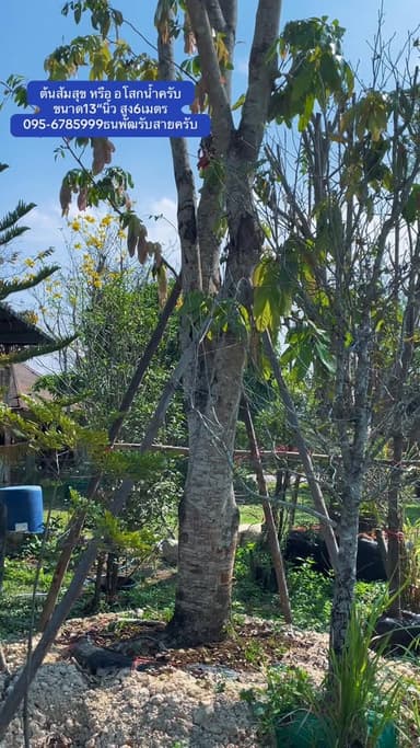 ต้นส้มสุข ขนาดลำต้น 13" สูง 6 เมตร