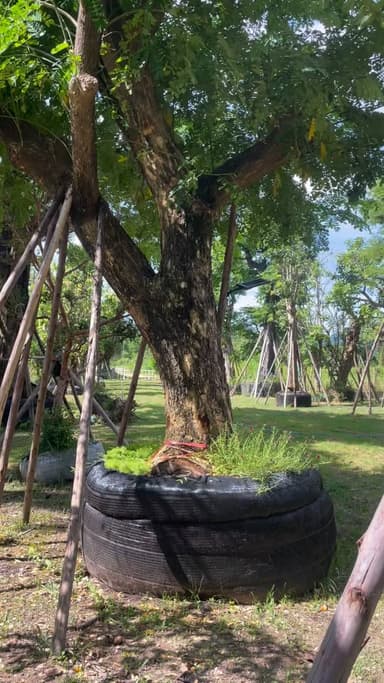 ต้นจามจุรีเชียงใหม่ ขนาด23" นิ้ว สูง6เมตร