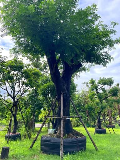 ต้นจามจุรีเชียงใหม่