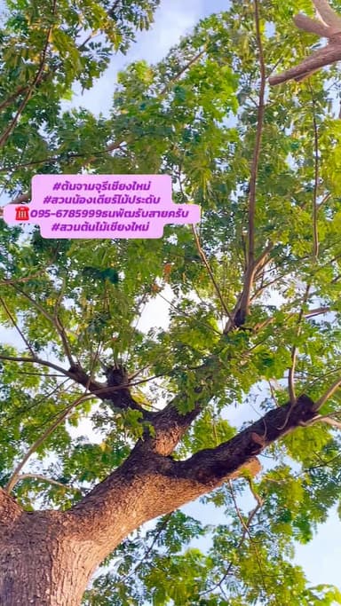 ต้นจามจุรี 7 เมตร